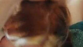 Sucking Redhead Deepthroat Blowjob Blonde GIF